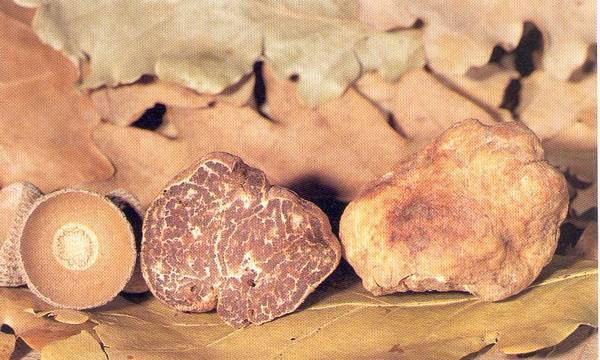 Tartufo bianchetto