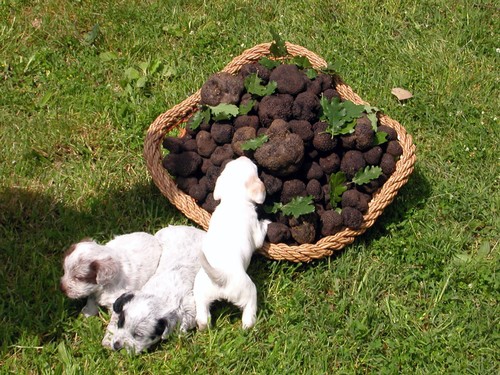 Truffle dog